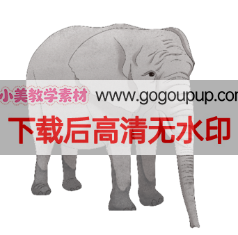 极简灰色大象卡通插画