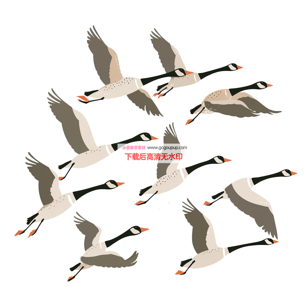 黑颈白颊雁群飞行插画