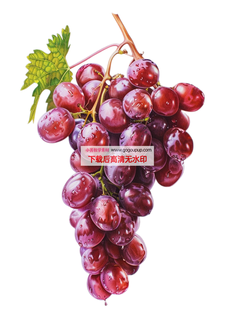 紫葡萄带水珠垂直特写静物