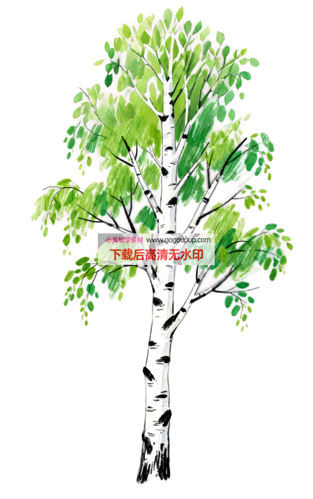 手绘水彩白桦树的绿意生机